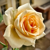Peach Avalanche + Rose